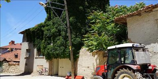 Sarmaşık doğal klima gibi!