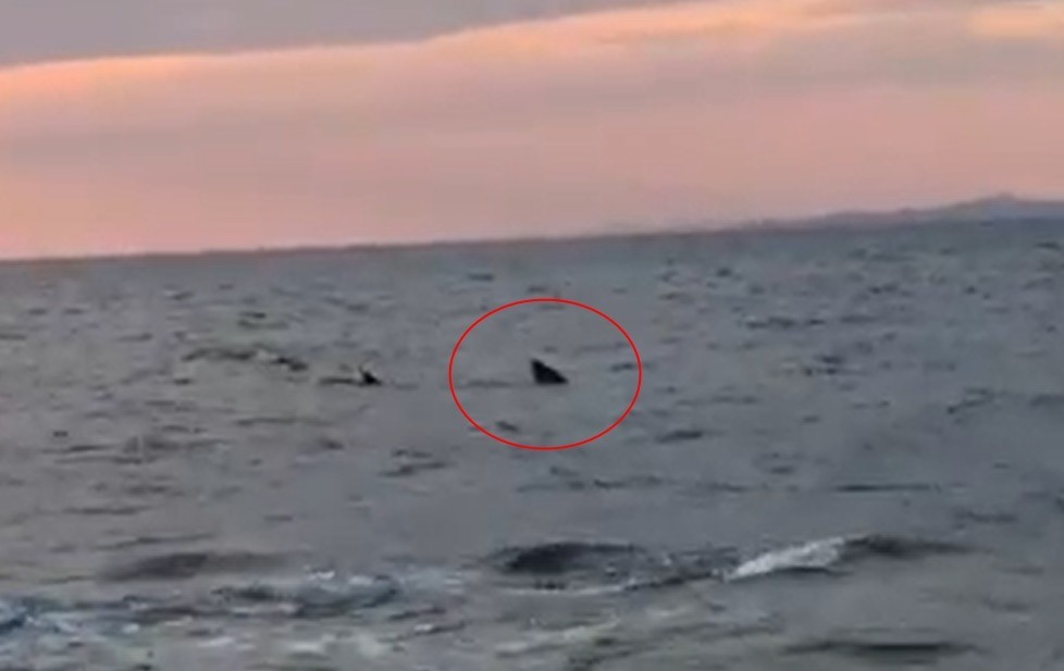 Saros Körfezi’nde kıyıya 15 metre kala köpekbalığı paniği 