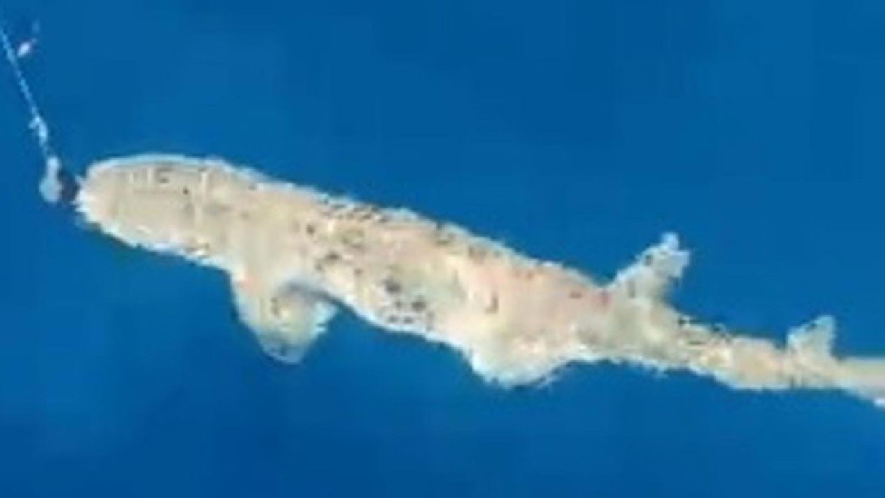 Saros’ta şaşırtan karşılaşma! Balıkçıların ağına 1,5 metrelik köpek balığı takıldı