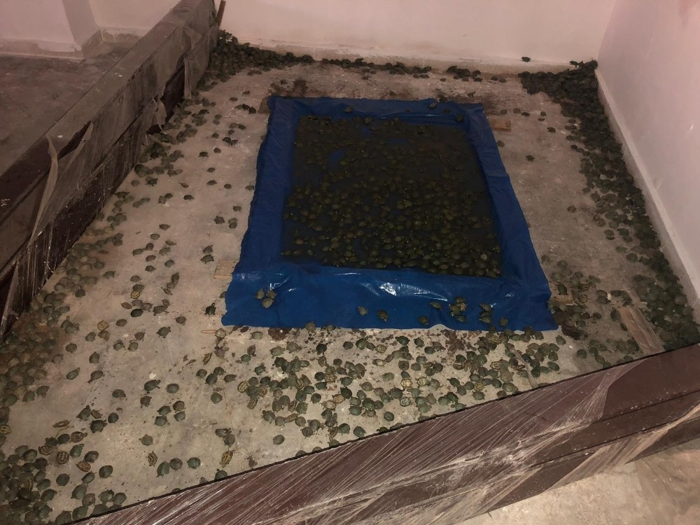 Sarp Gümrük Kapısında 2 bin 500 su kaplumbağası ele geçirildi 