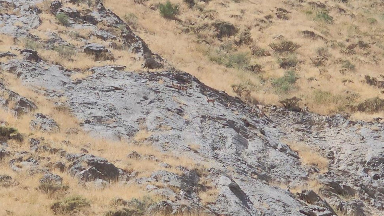 Sarp kayalıklarda dağ keçileri görüntülendi