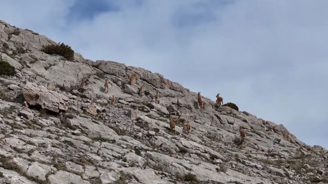 Sarp kayalıkların sessiz bekçileri görüntülendi