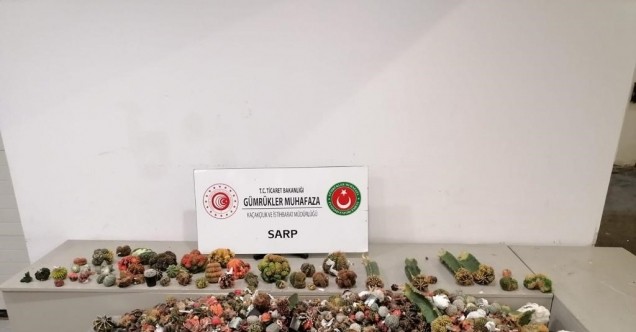 Sarp Sınır Kapısı’nda 2850 adet kaktüs ele geçirildi