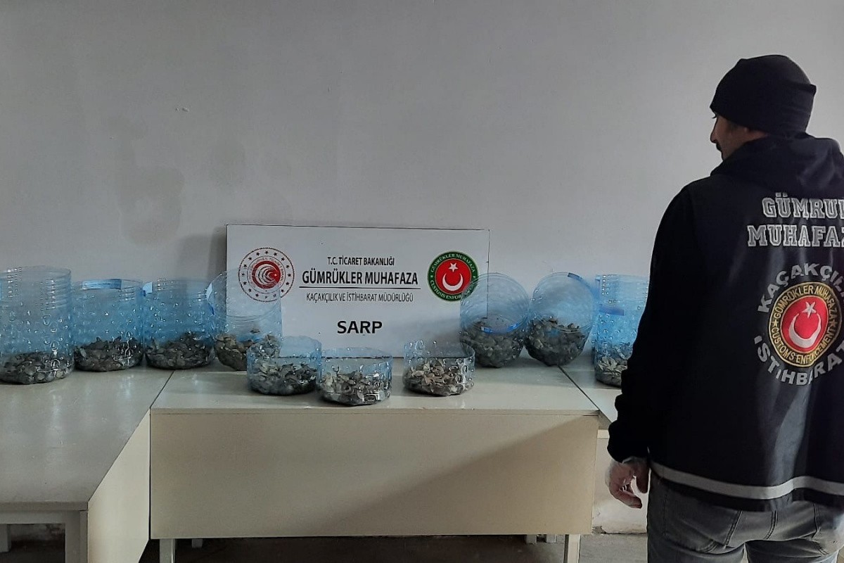 Sarp Sınır Kapısı'nda bin 100 adet su kaplumbağası ele geçirildi