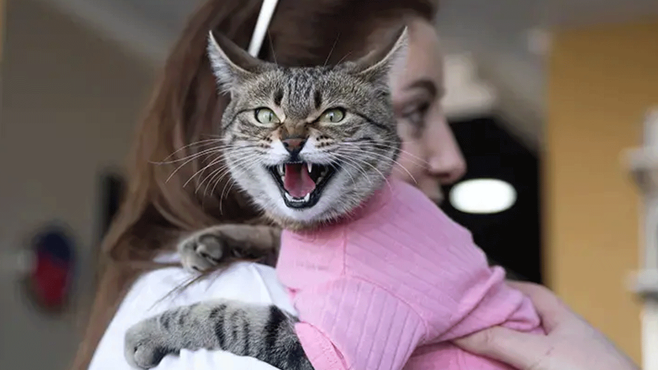 Şaşı kedi, mahalledeki tüm ilgiyi üzerine çekti!