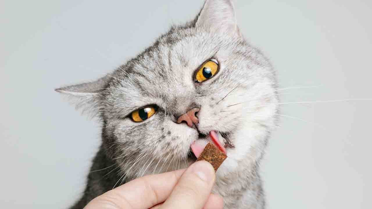 Şaşırtan araştırma: Kedilerde iştahı koku belirliyor