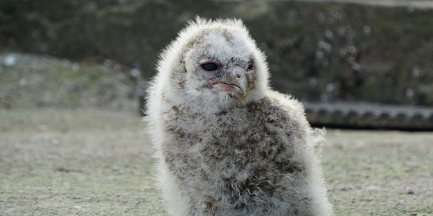 Şaşırtan çıkış... Yok böyle bir Baykuş sevgisi! Çok şaşıracaksınız...