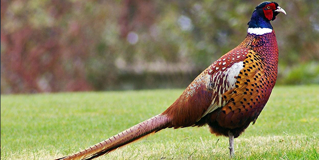 Şaşırtan gelişme! 80 yıl sonra Çin’e geri döndüler!