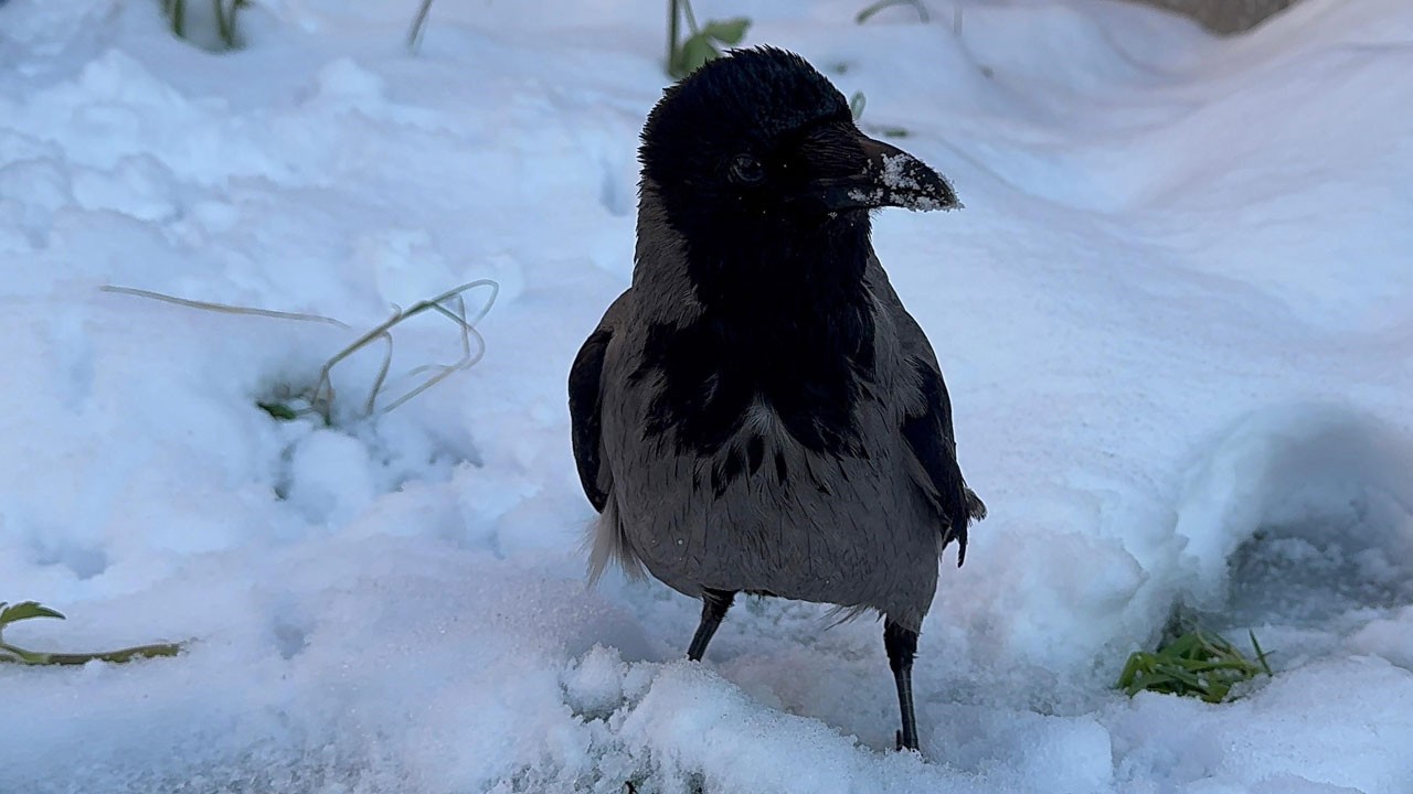 Şaşırtan görüntü! Böyle keyif görülmedi