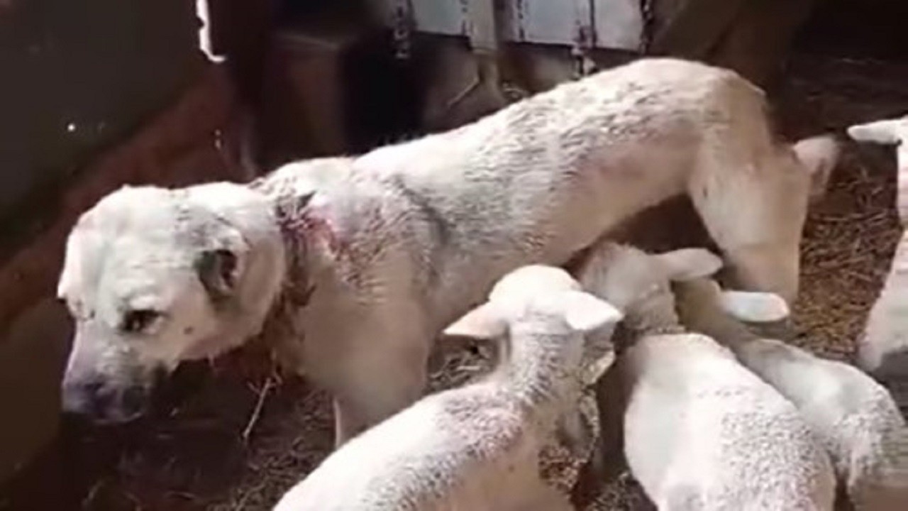 Şaşırtan görüntü! Bu kuzular çoban köpeğinden süt emiyor