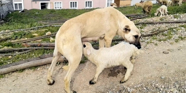 Şaşırtan görüntü! Çoban köpeği kuzunun 'süt annesi' oldu
