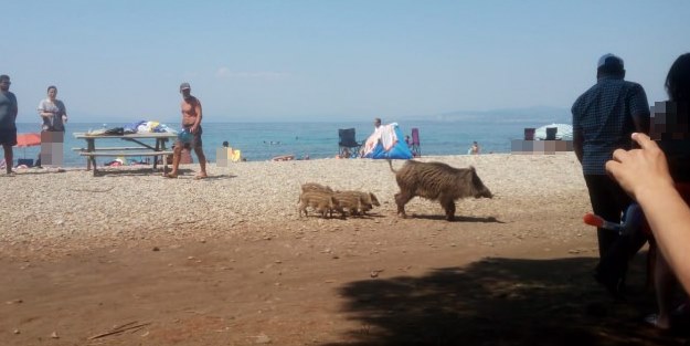 Şaşırtan görüntü: Domuzlar plaja indi!