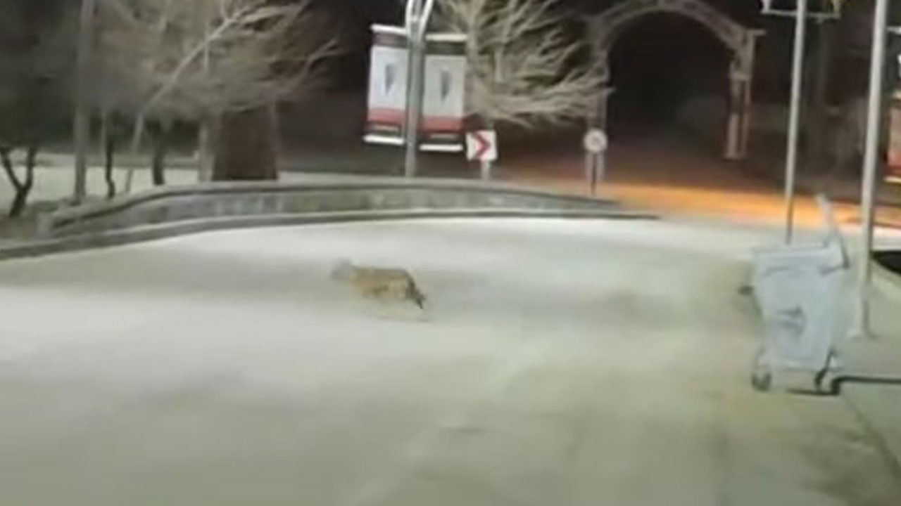 Şaşırtan görüntü! Kurt sürüsü şehre indi