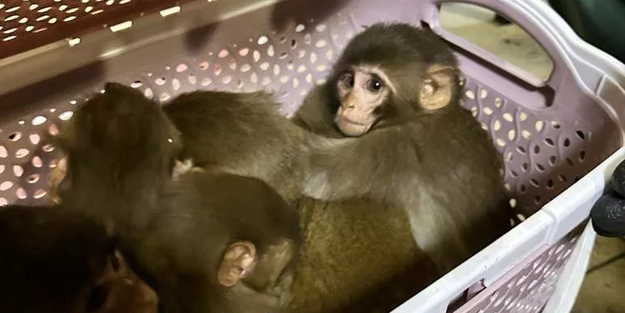 Şaşırtan görüntü! Yolcu otobüsünün bagajından çıktılar