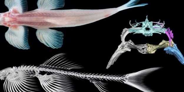 Şaşırtan keşif! 'Bazı balıklar karada yürüyor'