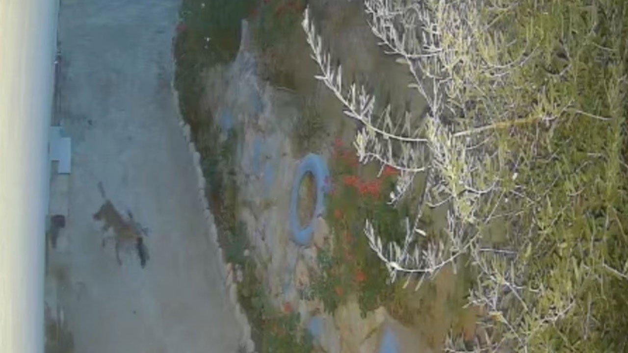 Şaşırtan olay! Bakın kapının önünden ayakkabıları kim çalmış