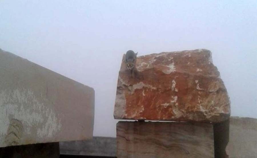Şaşkın tilki akşam uyumak için çıktığı yerden inemedi 