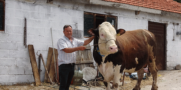 Şaşkına çeviren gelişme: Çanakkale'de 'Paşa' otomobil fiyatını geçti, 210 bin TL'ye satıldı! Gören şaşırdı