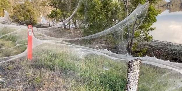 Şaşkına çeviren olay! Örümcekler her yere dev ağlar yaptı