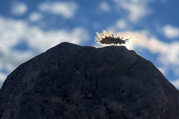 Şaşkınlık uyandırıyor! İşte dikenli dant