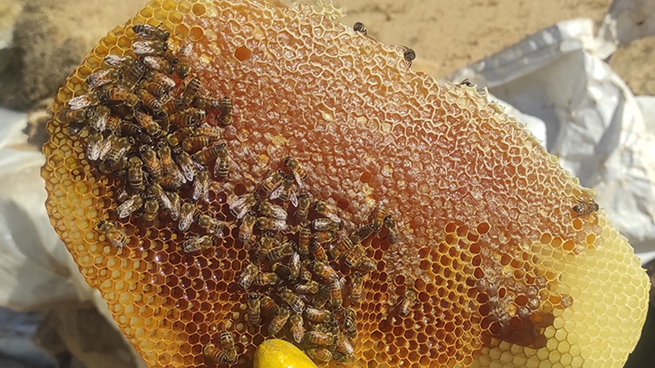 Sason balı artık tescilli! Türkiye’nin en kaliteli balı dünyaya açılıyor