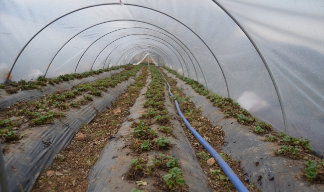 Sason'da çilek üretimi