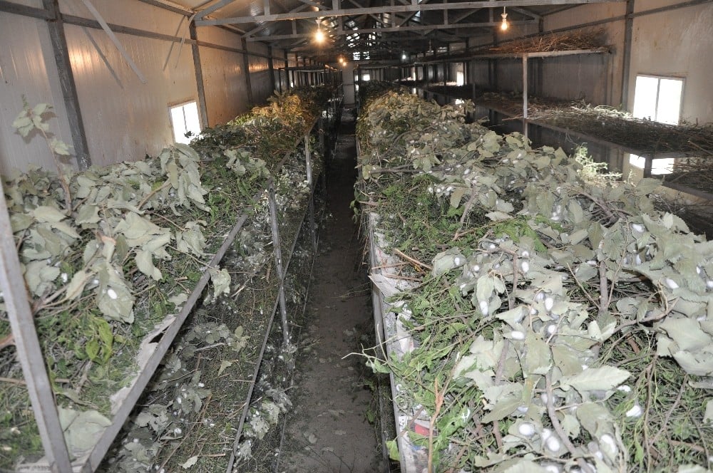 Sason’da ipek böceği yetiştiriciliği gelişiyor 