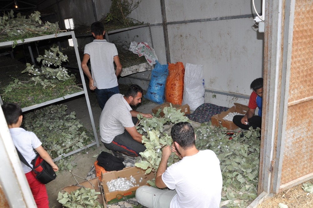 Sason’da ipek böceği yetiştiriciliği yaygınlaşıyor 