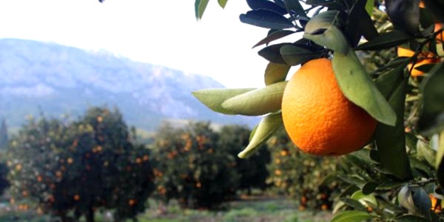 Satamayınca hayrına dağıttı