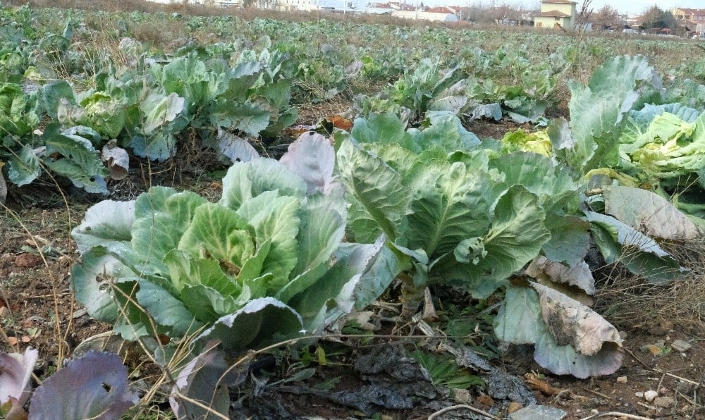 Satılamayan lahanalar tarlada kaldı 