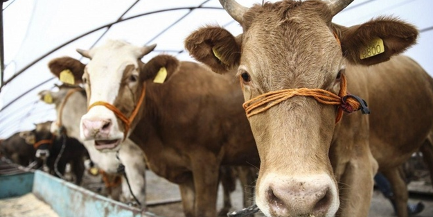 Satılmayan kurbanlıklar ne olacak? Bakan duyurdu!