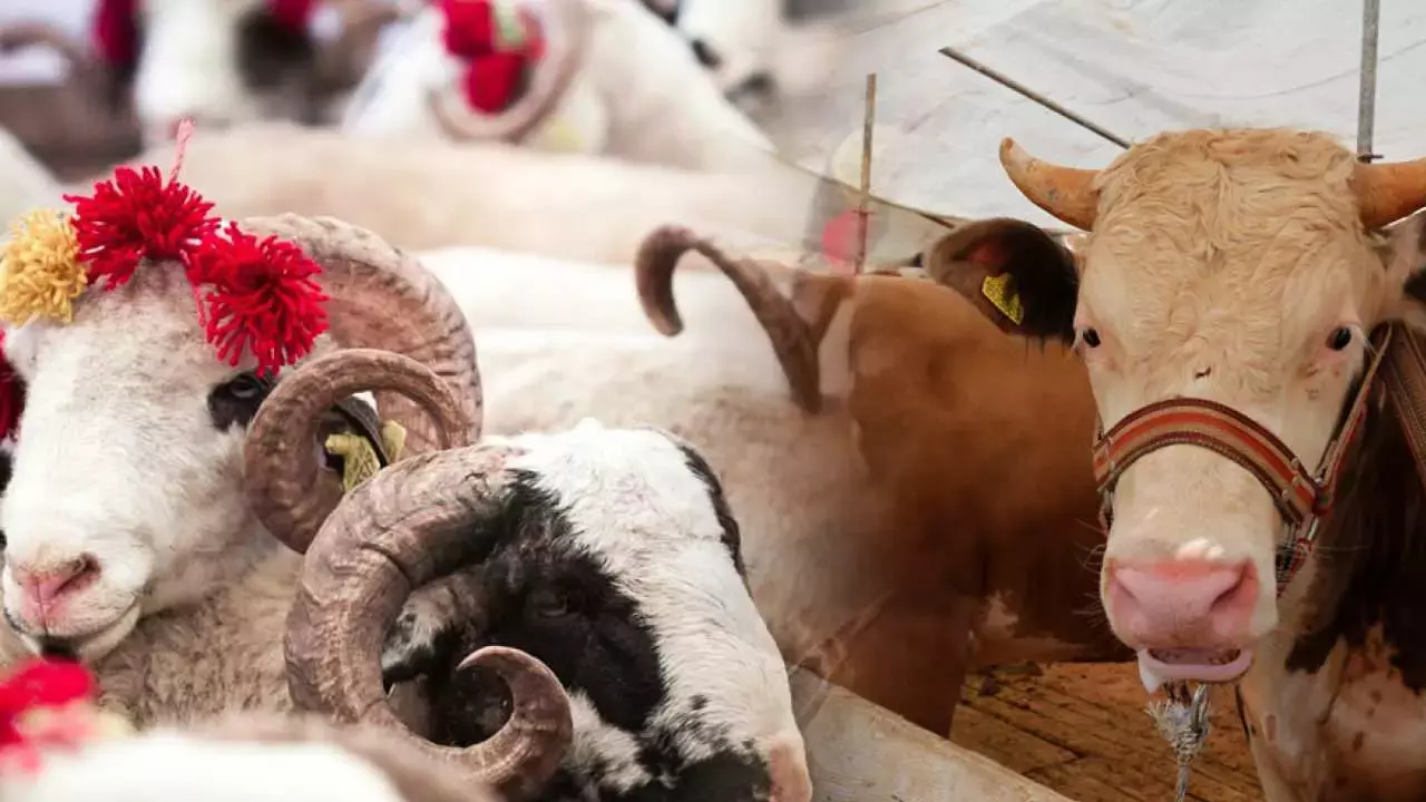 Satılmayan kurbanlıkları onlar alacak!