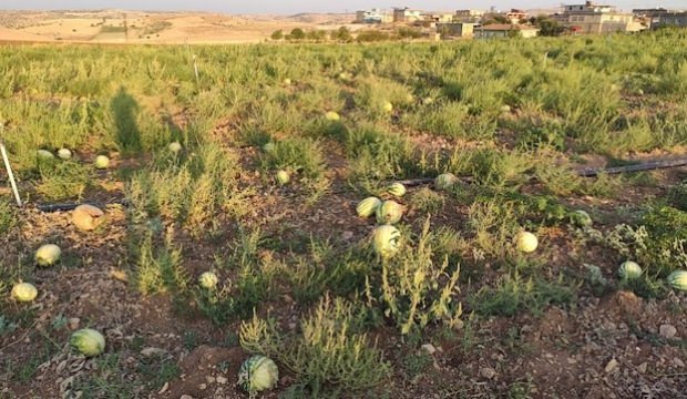 Satılmayınca tarlada kaldı