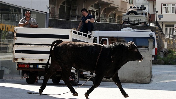 Satın alınan kurbanlık kaçar bulunmazsa ne yapılır Diyanet?
