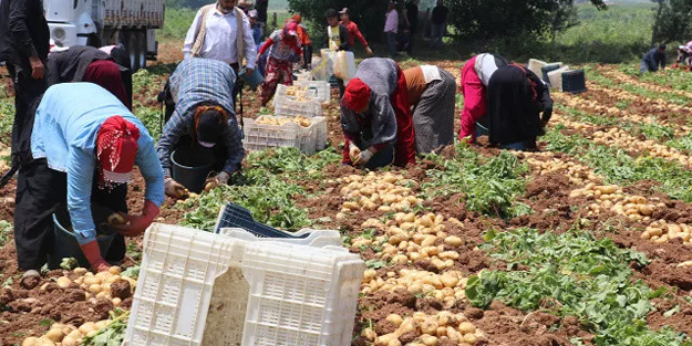 Satış için hallere gönderildi: Erken hasat fiyatları düşürecek