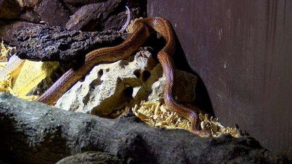 Satışı tamamen yasak! Türünün en tehlikelisi Bursa'da yakalandı