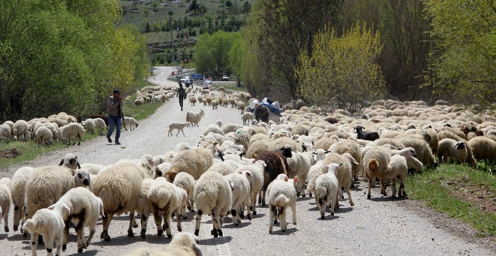 Şavak aşireti göçebe çobanlık yaparak geçimlerini sağlıyor 