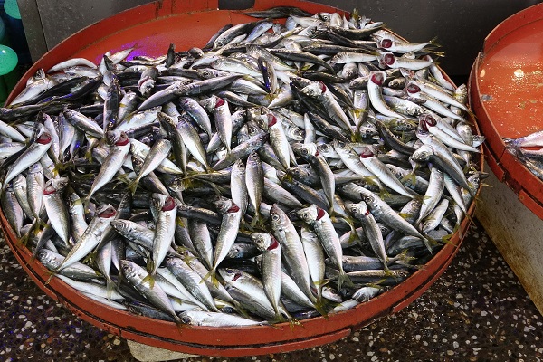 Savaş etkiledi! O balık bollaştı