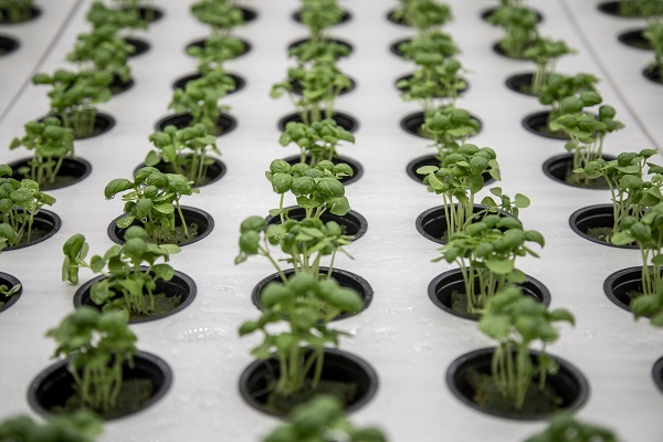 Savaşın gölgesinde yenilikçi tarım! Ukrayna’da bomba sığınağında bakın ne yetiştirdiler