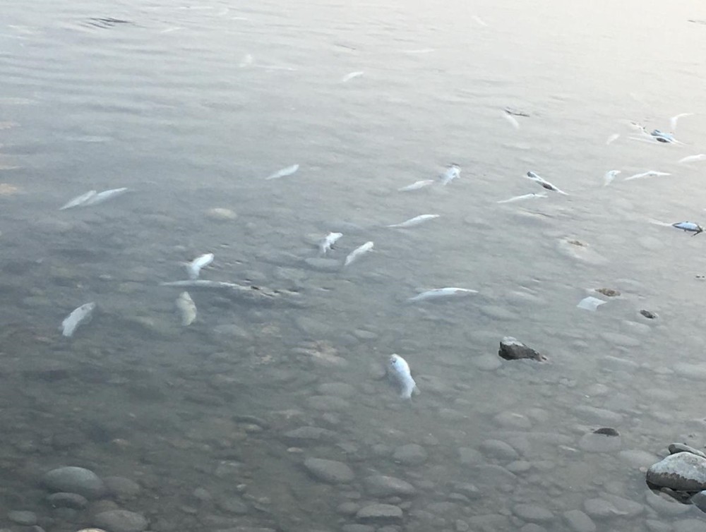Savrun Çayı’nda toplu balık ölümleri 