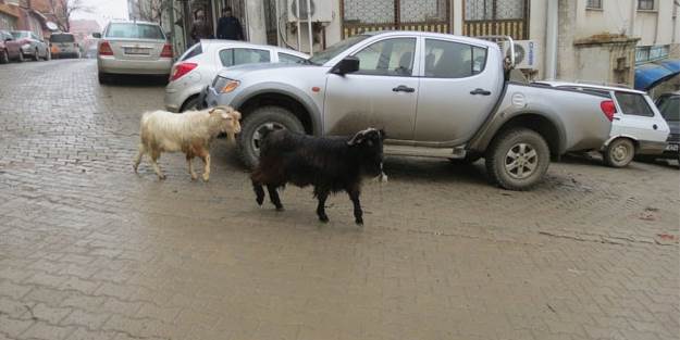 Sayadan kaçan keçiler trafiği karıştırdı