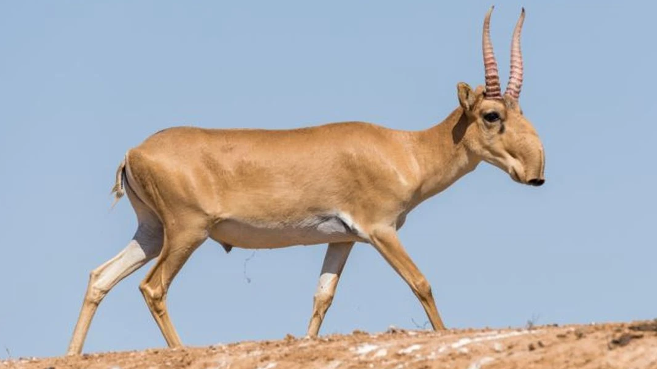 Saygalar tarım arazilerini istila etti!