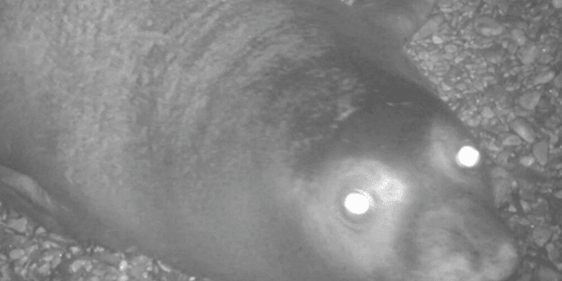 Sayıları 700'e kadar düşen Akdeniz fokları fotokapanla görüntülendi