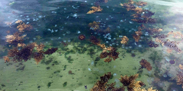 Sayıları hızla artıyor! İşte Marmara'daki zehirli denizanalarının nedeni