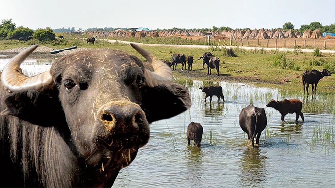 Sayıları hızla azalıyor popülasyonu tehdit altında Mandaları kaybediyoruz