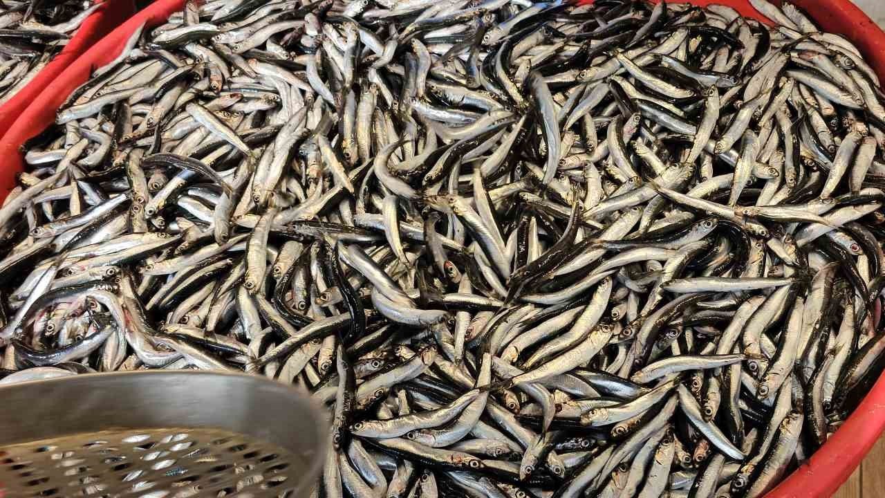 Sayısı azaldı tezgahta fiyatı arttı: Kilosu 300 TL