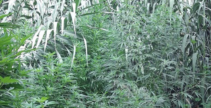 Sazlık alanda 513 kök Hint keneviri ele geçirildi