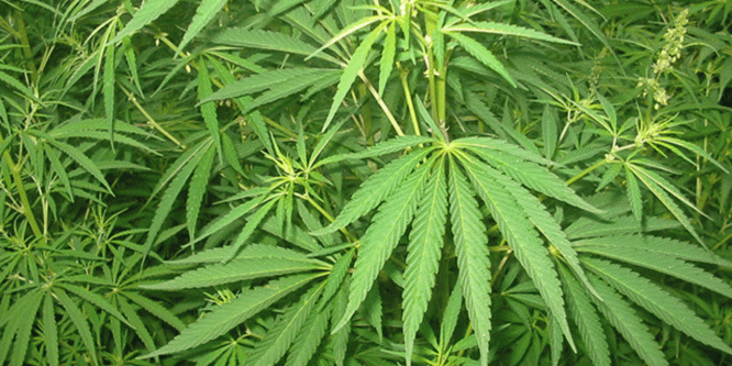 Ürgüp’te 14 adet Hint keneviri ele geçirildi