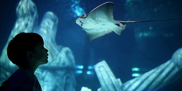 SEA Life Akvaryum İstanbulluların hizmetinde