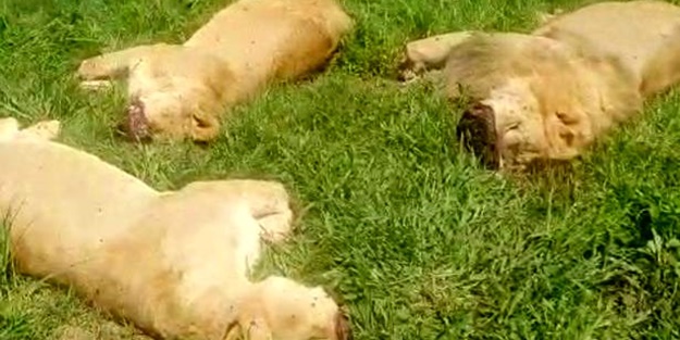 Sebebi kan dondurdu! 16 aslanı katledip 8'inin pençe ve yüzlerini kestiler